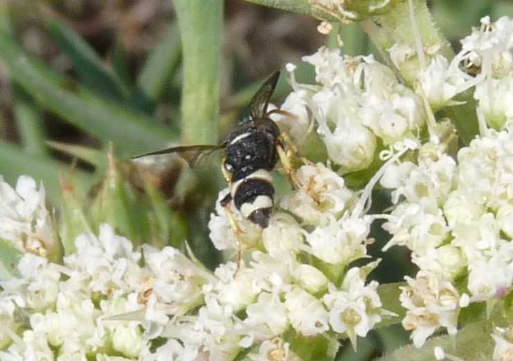 Piccolo Crabronidae?